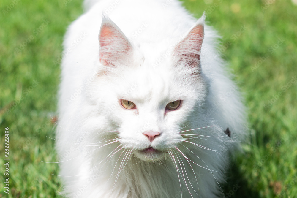 white maine coon cat hunts close up portrait on summer green background