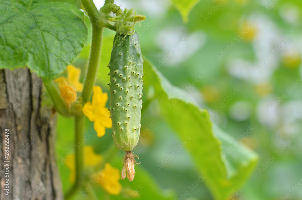 Green cucumber growing in the garden bed. Flowering and fruiting of vegetable. Shallow depth of field, selective focus