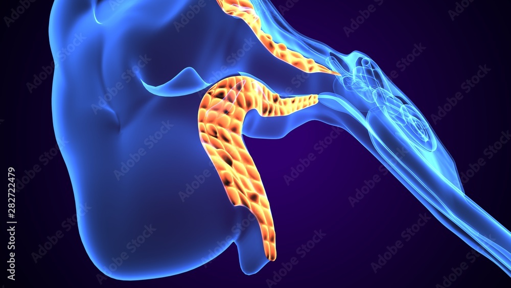 3d illustration of human body ear anatomy Stock Illustration Biology Diagrams