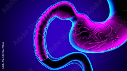 3d illustration of human body stomach anatomy