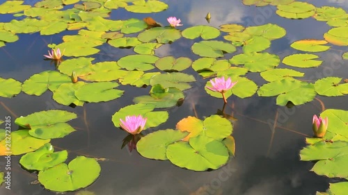 Pond with lotus trees With many green leaves On sunny days