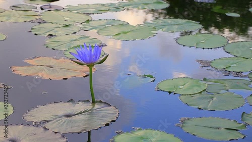 Pond with lotus trees With many green leaves On sunny days