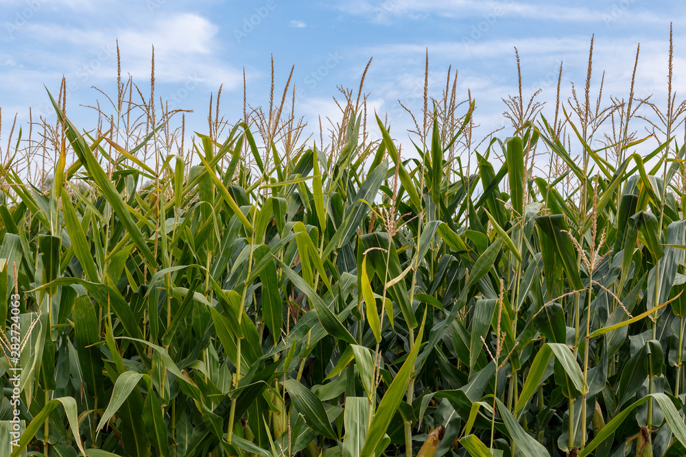 Corn field and blue sky, close up. Corn field and blue sky, close up.