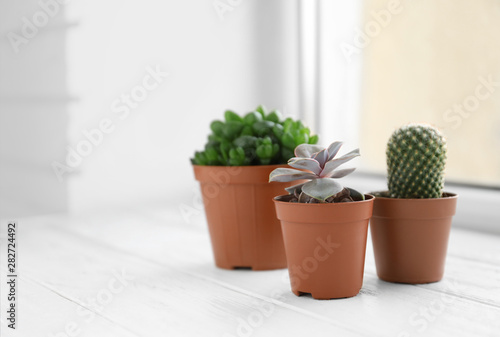 Beautiful succulent plants in pots on white wooden windowsill indoors, space for text. Home decor