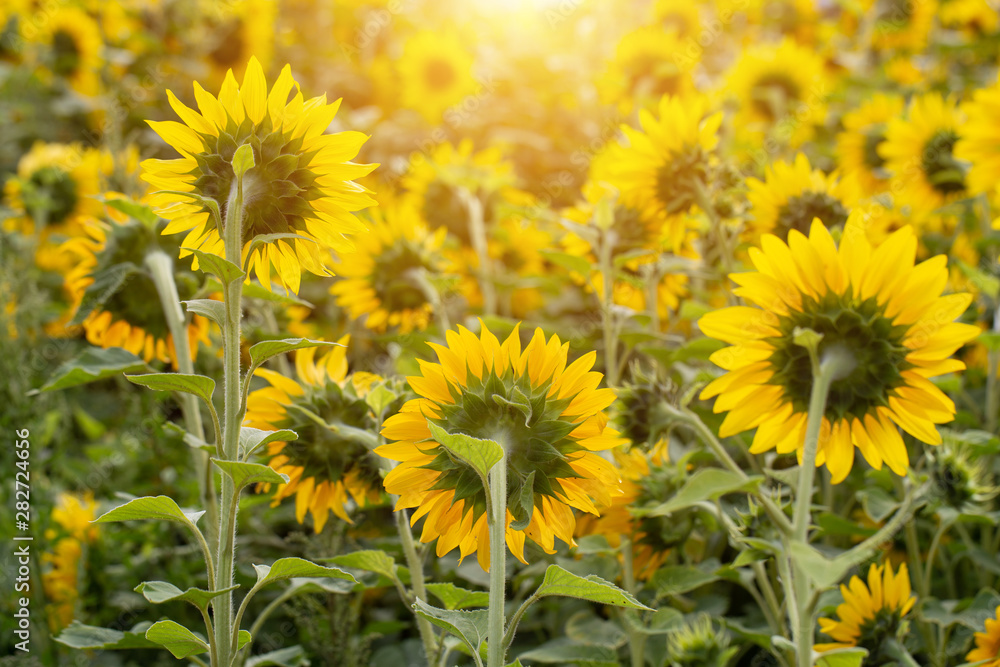 Sunflower flower for use as a background.