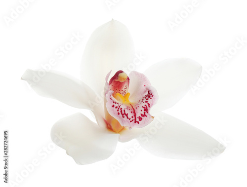 Bild auf Leinwand Beautiful tropical orchid flower on white background