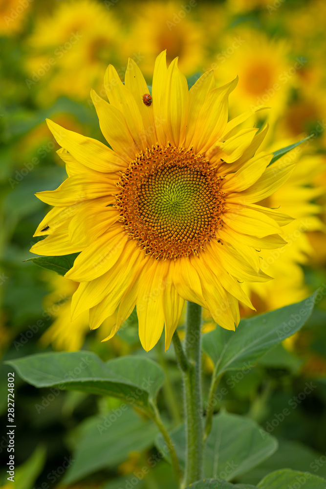 Sunflower flower for use as a background.