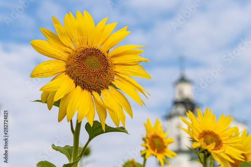 Sunflower flower on a background of blue sky.