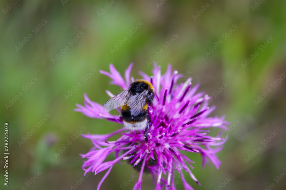 A large shaggy bumblebee collects nectar from a burdock flower. A large shaggy bumblebee collects nectar from a burdock flower.
