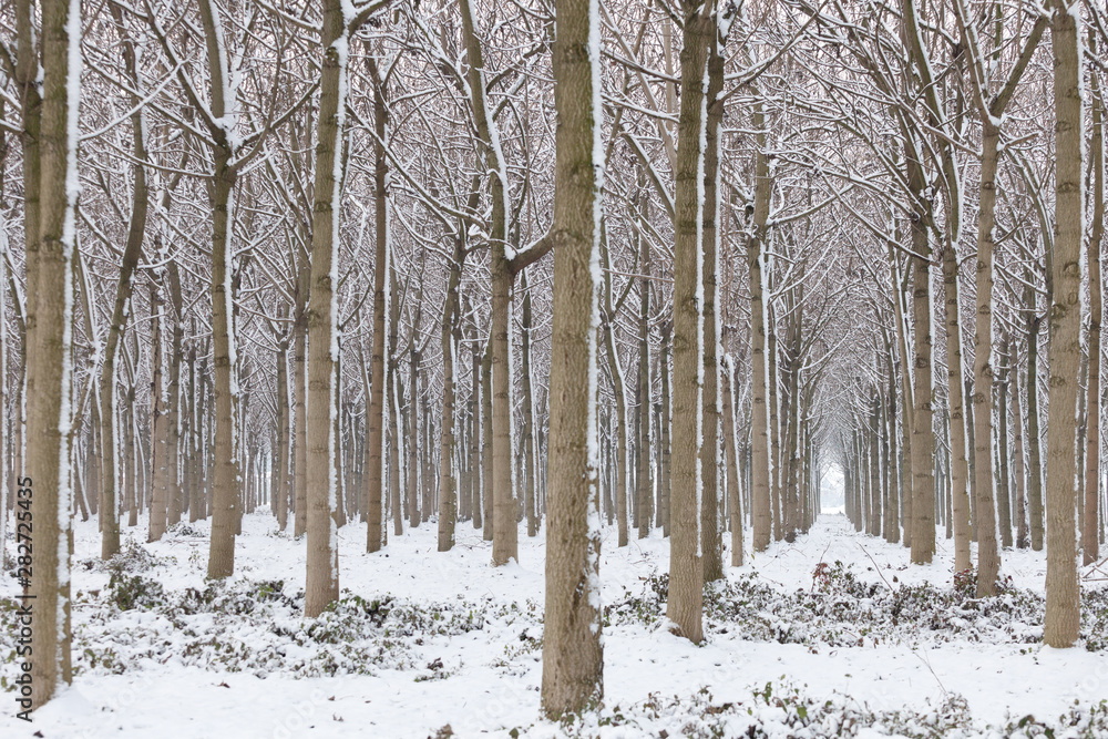 Woods arcade in winter Woods arcade in winter