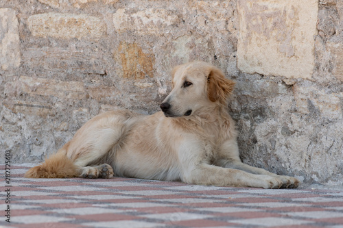 Abandoned homeless stray dog lying down alone at the waterfront in Foca in the Izmir province in Turkey. Stray dogs and cats are a  problem in Turkey. © Kristin Greenwood