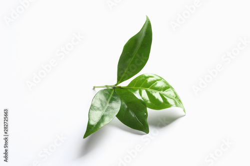 Fototapeta Naklejka Na Ścianę i Meble -  Fresh green coffee leaves isolated on white