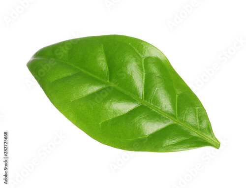Fresh green coffee leaf isolated on white
