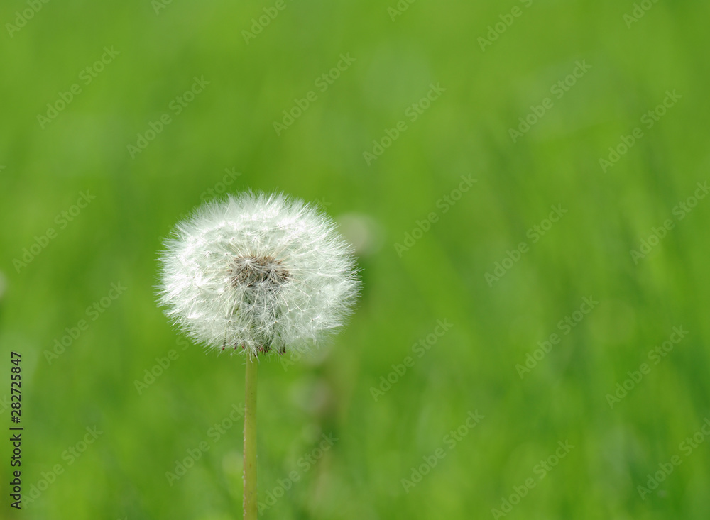 Photo of Alone dandelion on green Photo of Alone dandelion on green