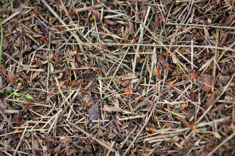 Anthill of red forest ants close-up. Formica rufa. Red forest ant in an anthill. Anthill of red forest ants close-up. Formica rufa. Red forest ant in an anthill.