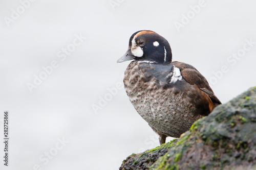 Harlequin Duck  Histrionicus histrionicus  on rock  Barnegat Jetty  New Jersey