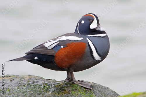Harlequin Duck (Histrionicus histrionicus) male on rock, Barnegat Jetty, New Jersey © Wilfred
