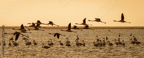 Flamingos in flight over a salt marsh