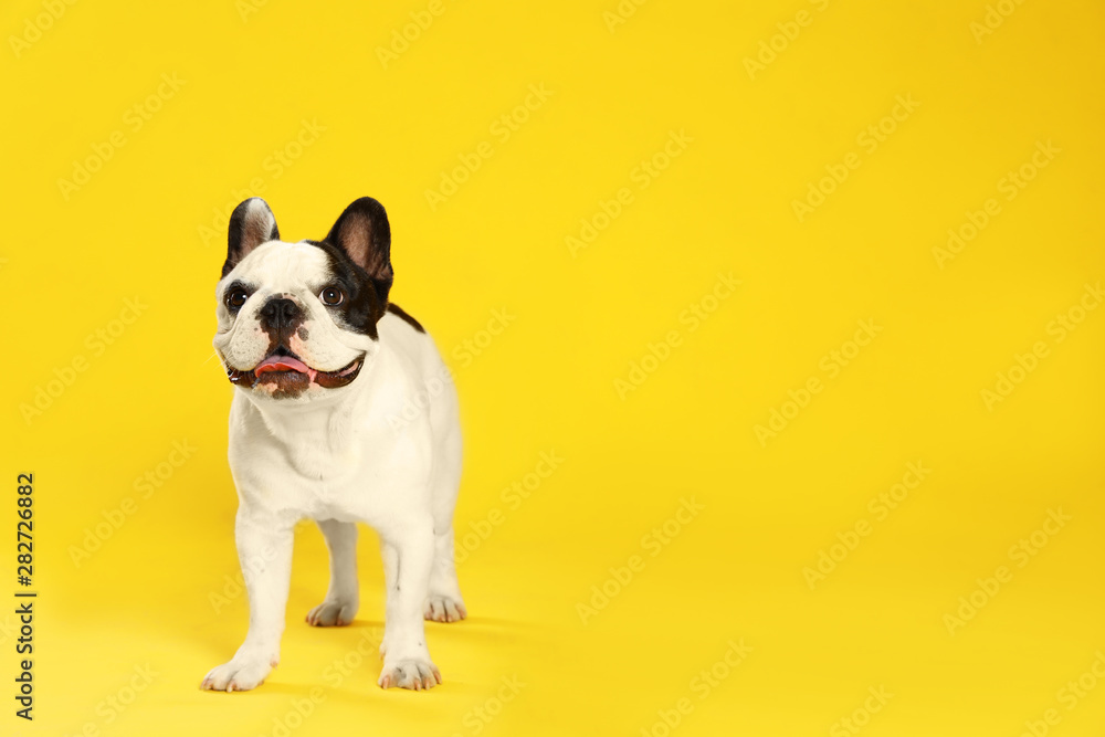 French bulldog on yellow background. Space for text French bulldog on yellow background. Space for text