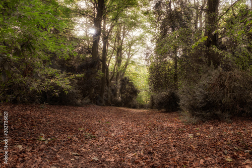 A path leading through Apley Woods