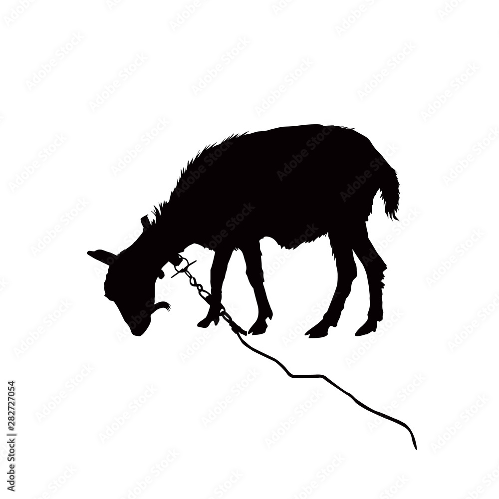 Silhouette of grazing goat. Silhouette of grazing goat.
