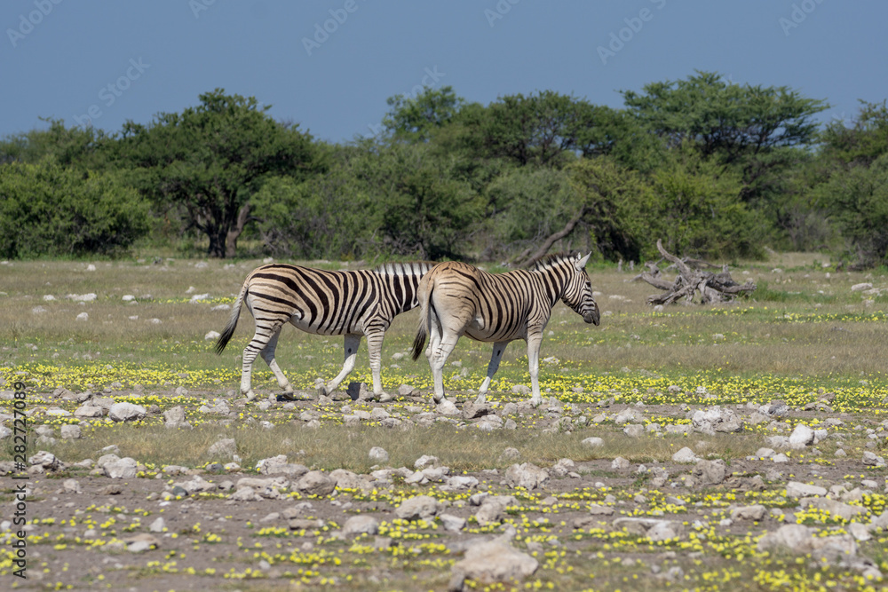 Fototapeta premium Zebras in Etosha Namibia