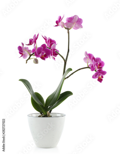 Beautiful tropical orchid flower in pot on white background