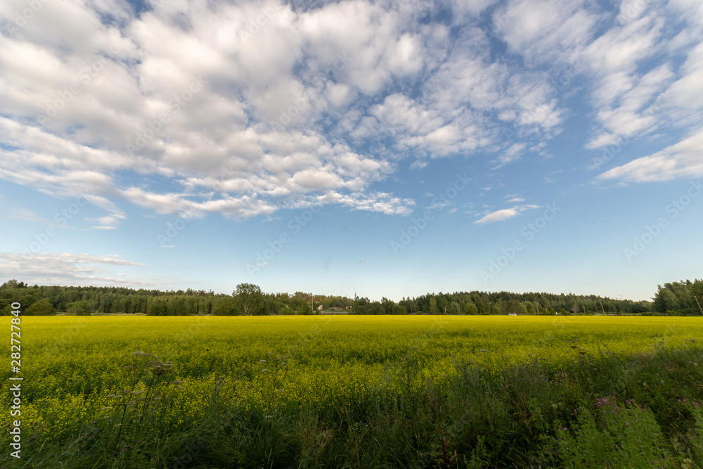 Very colorful picture of a field in the warm summer day. Blue sky an bright yellow flowers. Beautiful view. Very colorful picture of a field in the warm summer day. Blue sky an bright yellow flowers. Beautiful view.