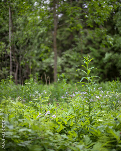 Field full of plants. Lot of ferns.