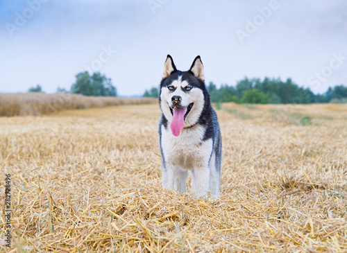 siberian husky on a wheat field