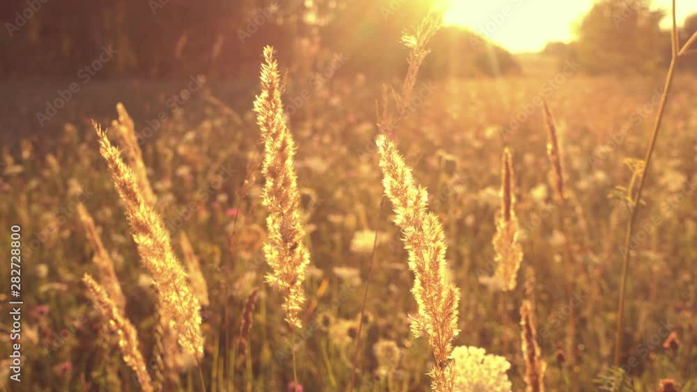 Grass in magical sunlight, flowers field. Grass in magical sunlight, flowers field.