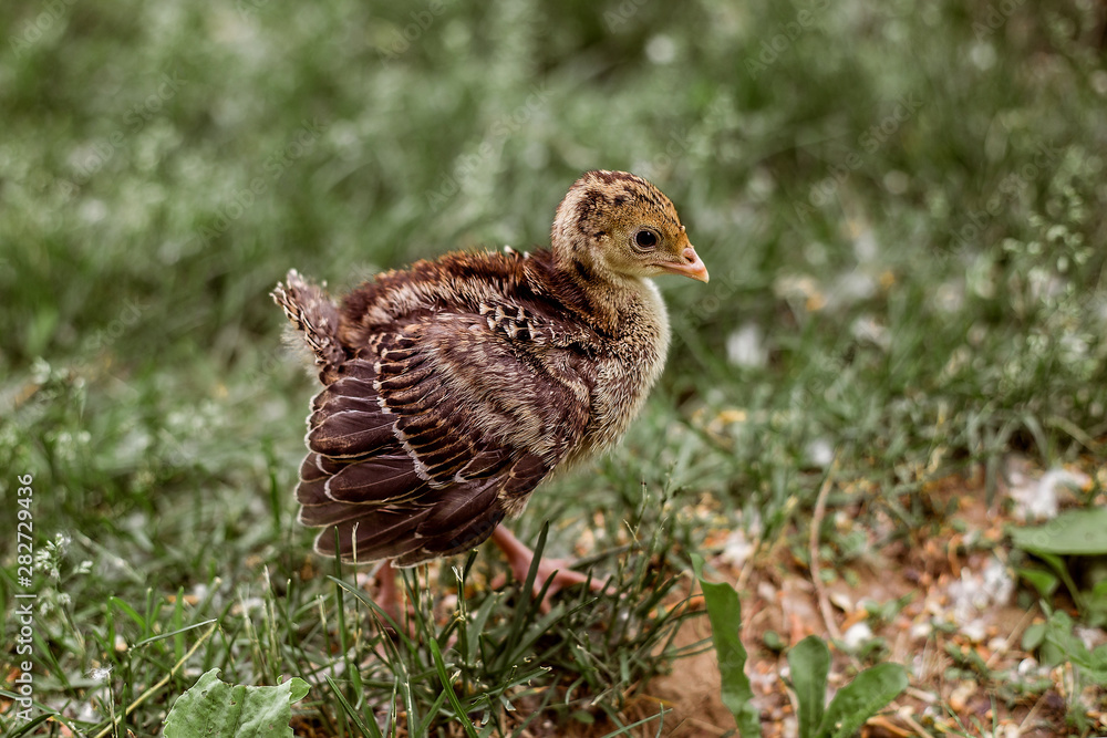 Cute little turkey bird walking on the grass. Cute little turkey bird walking on the grass.