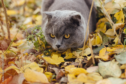 Scottish cat playing in the autumn foliage. photo