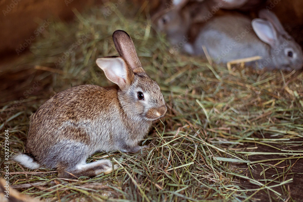 Two little rabbit. Pets. Two little rabbit. Pets.