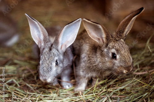 Two little rabbit. Pets.