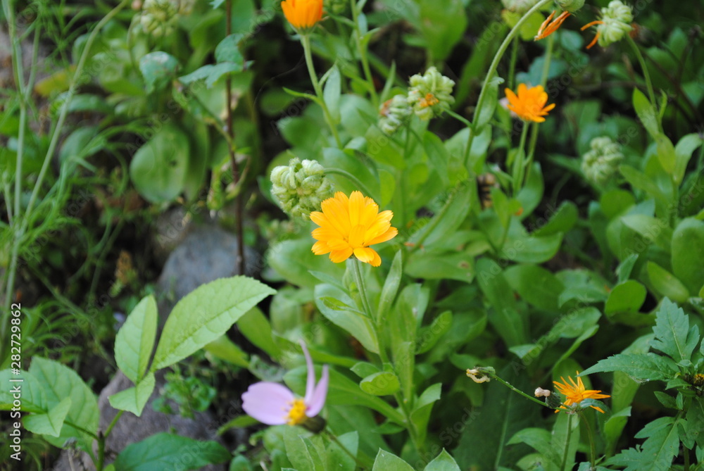 yellow flowers in garden yellow flowers in garden
