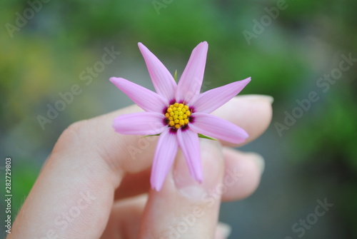flower in hand