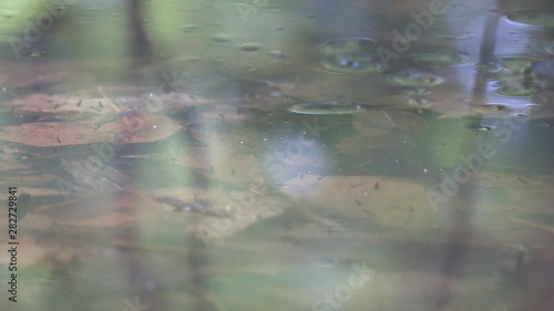 Mosquito larvae (bloodworm, Chironomidae) float to surface of stagnant pond to breathe, inhabitants of waters, hydrobionts and valuable food for fish and birds, but the Lord's punishment for people photo