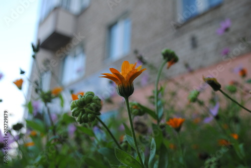 flowers in the garden