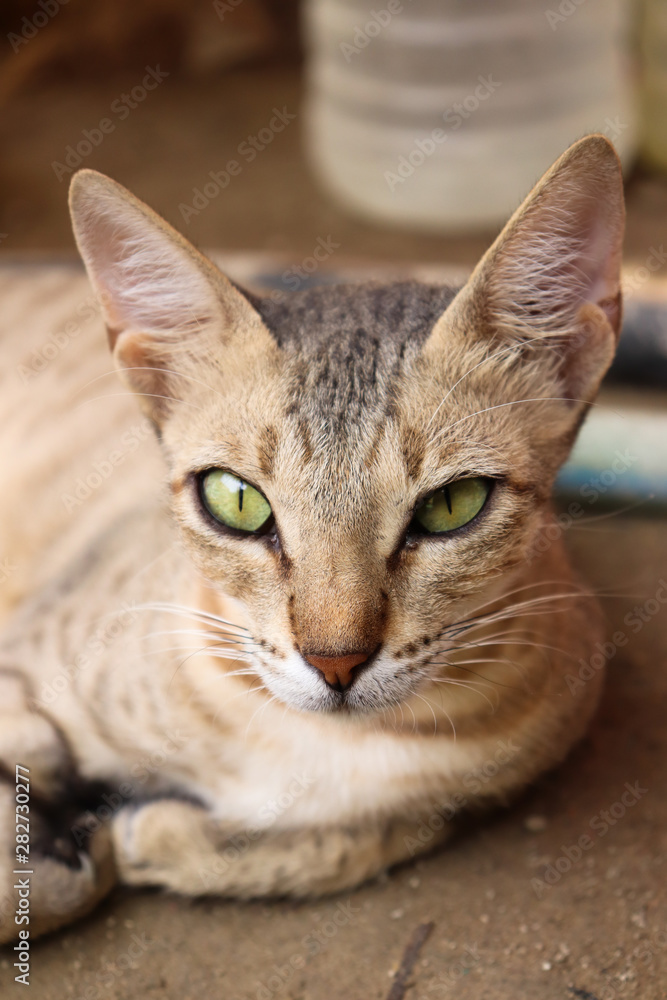portrait of domestic brown yellow eyes female Asian cat sleeping on land at home domestic cat looking up portrait of domestic brown yellow eyes female Asian cat sleeping on land at home domestic cat looking up