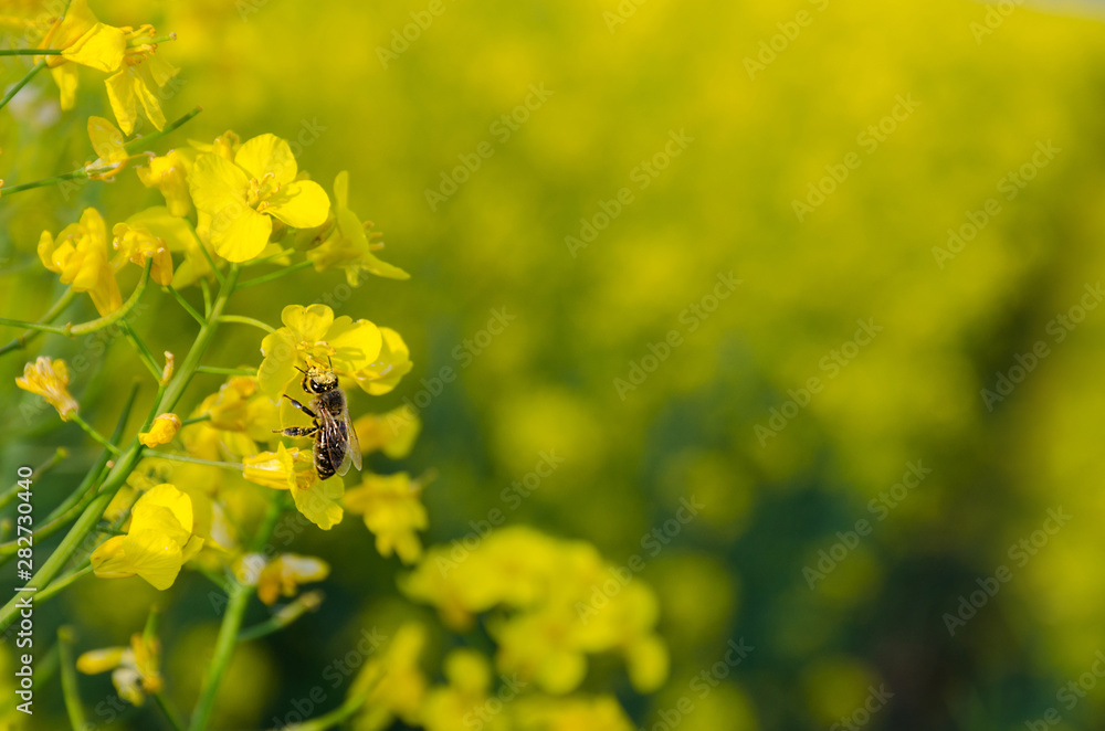 Blossoming rapeseed field in spring with a bee full of pollen. Blossoming rapeseed field in spring with a bee full of pollen.