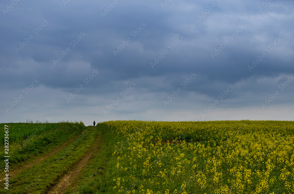 Woman walking through blossoming field of yellow rapeseed field in a stormy spring day