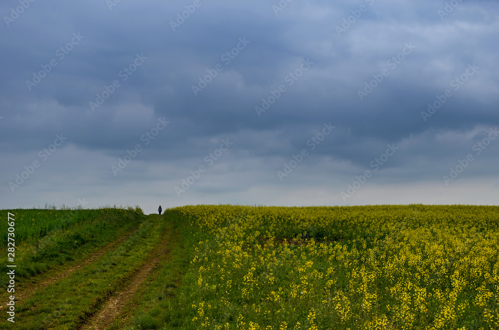 Woman walking through blossoming field of yellow rapeseed field in a stormy spring day Woman walking through blossoming field of yellow rapeseed field in a stormy spring day