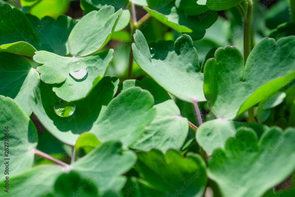 Drops of morning dew on a green leaves of aquilegia (granny's bonnet, columbine, Aquilegia vulgaris) on a cool autumn morning. Close-up. Macro. Drops of morning dew on a green leaves of aquilegia (granny's bonnet, columbine, Aquilegia vulgaris) on a cool autumn morning. Close-up. Macro.