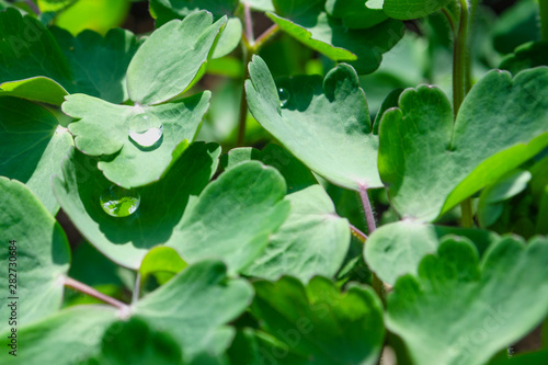 Drops of morning dew on a green leaves of aquilegia  granny s bonnet  columbine  Aquilegia vulgaris  on a cool autumn morning. Close-up. Macro.