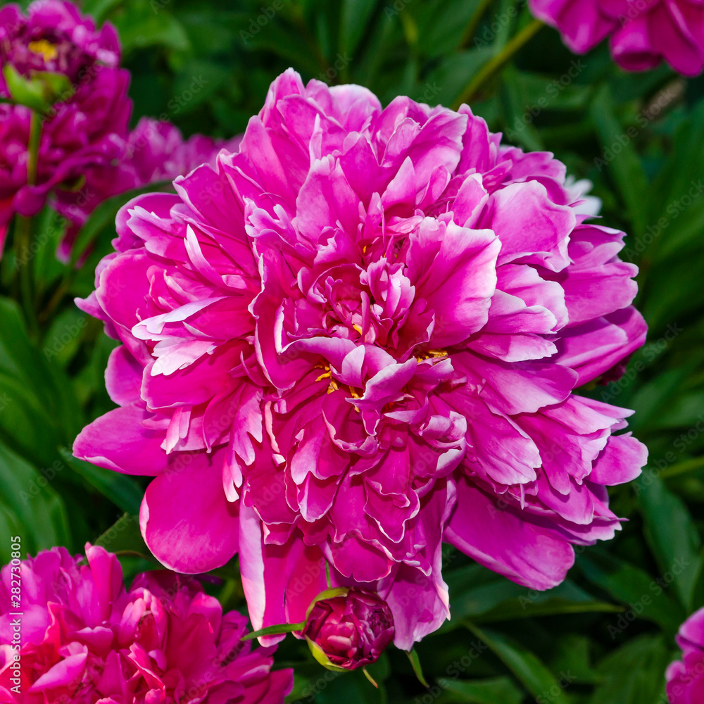 Beautiful pink peony flower close up