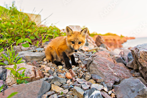 A nice Portrait foxes kit at the sunset © Louis-Photo