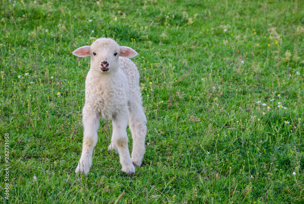 Fototapeta premium Small and cute lamb standing alone in a meadow, in spring