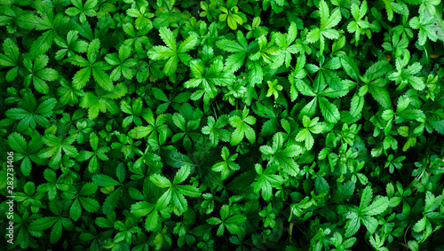 Wallpaper Mural Bright green fresh plant background with multiple leaves Torontodigital.ca