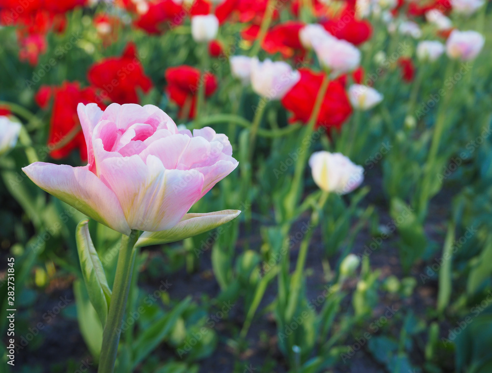 Naklejka premium Close up pink tulip on the blured field of red and pink tulips, nature background.